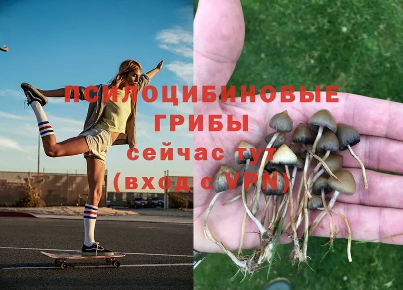 omg tor  Киренск  Галлюциногенные грибы MAGIC MUSHROOMS 